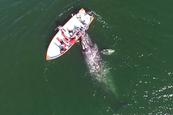 Így közelednek a nagy szürke bálnák simogatásért a csónakhoz