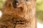 Quokka – A kurta farkú kenguru