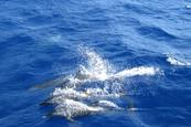 Vitorlázás delfinekkel Új-Zélandon