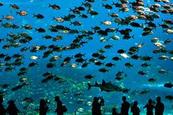 A Chimelong Ocean Kingdom akváriuma