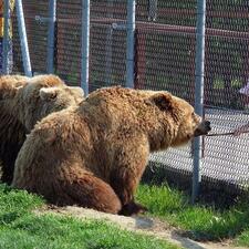 Veresegyházi Medveotthon