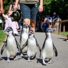 Debreceni Állatkert és Vidámpark, Debrecen