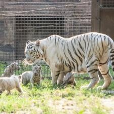 Xantus János Állatkert Győr