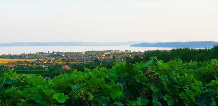 Mintha a Petrányi családhoz mennél vendégségbe - Petrányi Pince – Csopak 