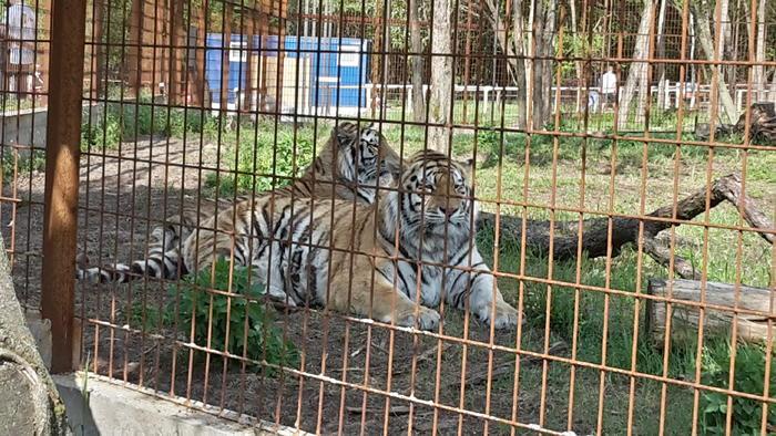 A csupa nagybetűs állatkert – Felsőlajosi Magán Zoo