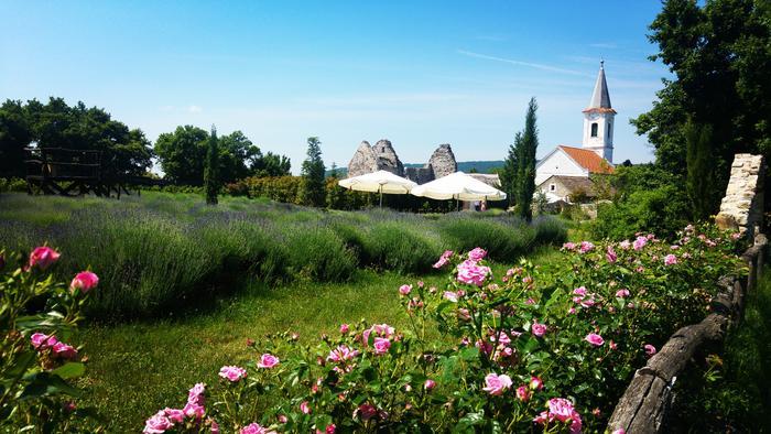 Toscana és Provence összekeverve a szívmelengető hazai, magyar tájjal: ezt találtuk Dörgicsén és egy gyönyörű levendulást. Mutatjuk, miért érdemes eljönnöd ide! Mesés magyar tájon jártunk – bemutatjuk a dörgicsei Levendáriumot!