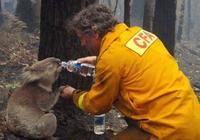 Egy tűzoltó itatja a koalát a 2009-es hatalmas erdőtűz után Ausztráliában.