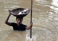 2011-ben Indiában a hatalmas árvíz után egy férfi rengeteg macskát mentett meg.