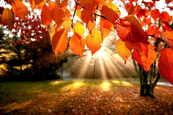 Itt az ősz, lásd meg, milyen szép! Gyönyörű természeti videó! 