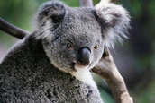 Megdöbbentő koalák