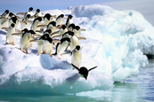Pingvinek és a jéghegy-vicces videó :)