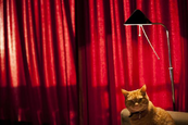 Művészi fotók egy vörös cicáról