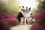 Gyönyörű portrék kutyákról