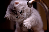 Macskák, akik imádják a vizet