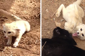 Egy fekete macska és egy sivatagi fehér róka barátsága