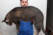 A világ legnagyobb macskái