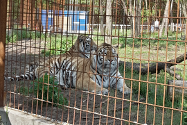 A csupa nagybetűs állatkert – Felsőlajosi Magán Zoo