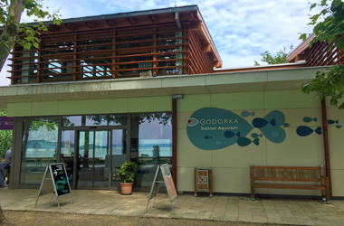 A balatonfüred Bodorka Balaton Aquariumban a balatoni élővilág halait fedezhetjük fel kikapcsolódás gyanánt a családdal, vagy párunkkal.