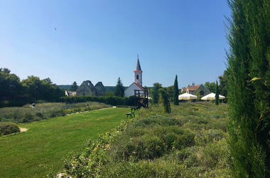 Dörgicsei Levendula Major Dörgicsei Levendárium