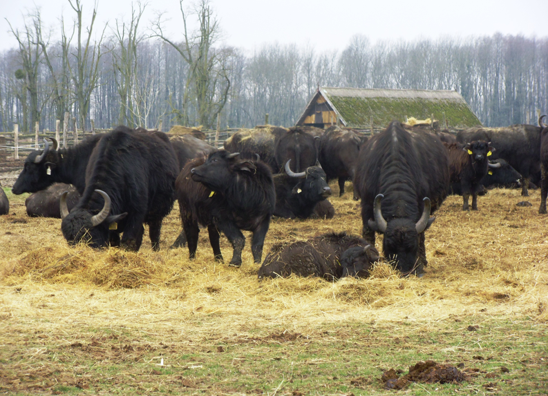 Bivalyrezervátum Kápolnapusztán