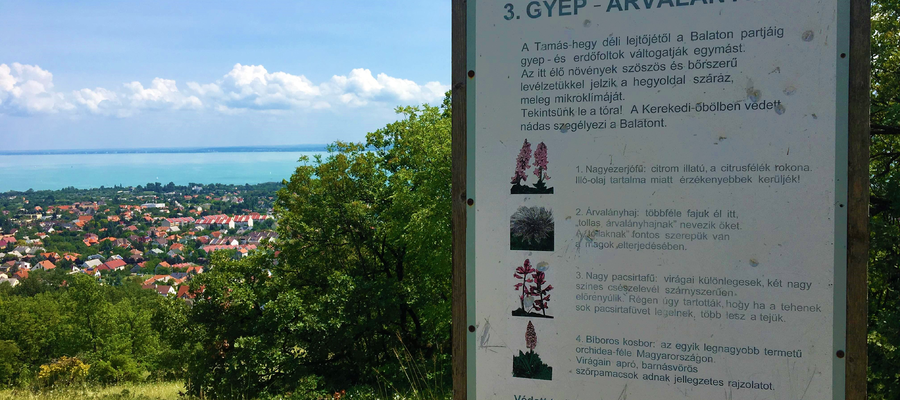 Balatonfüreden végigmehetünk az Aranyember útja tanösvényen, amely gyönyörű panorámával rendelkezik Aranyember útja tanösvény Balatonfüred