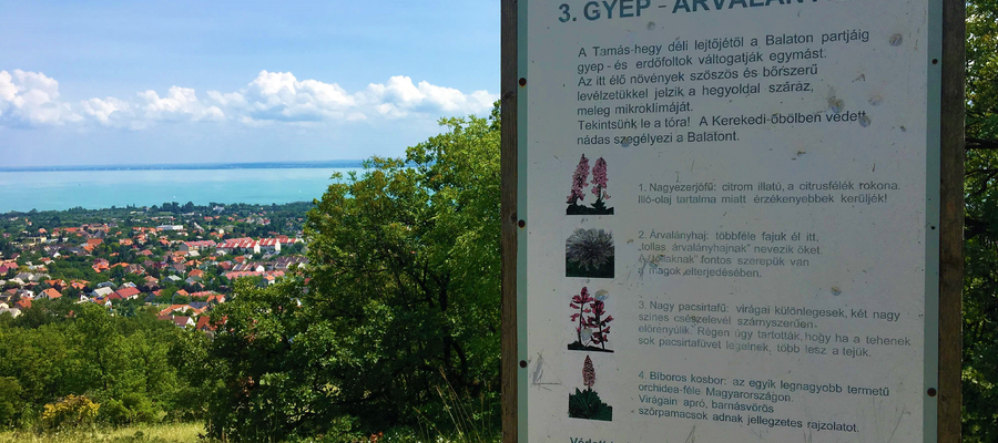 Aranyember útja tanösvény Balatonfüred