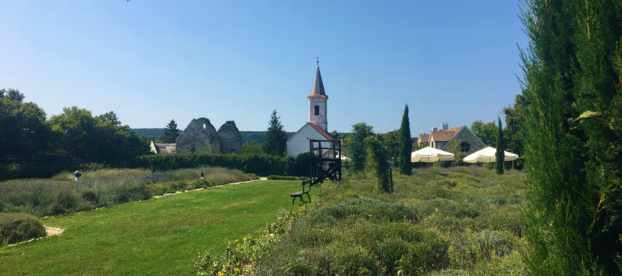 Dörgicsei Levendula Major Dörgicsei Levendárium