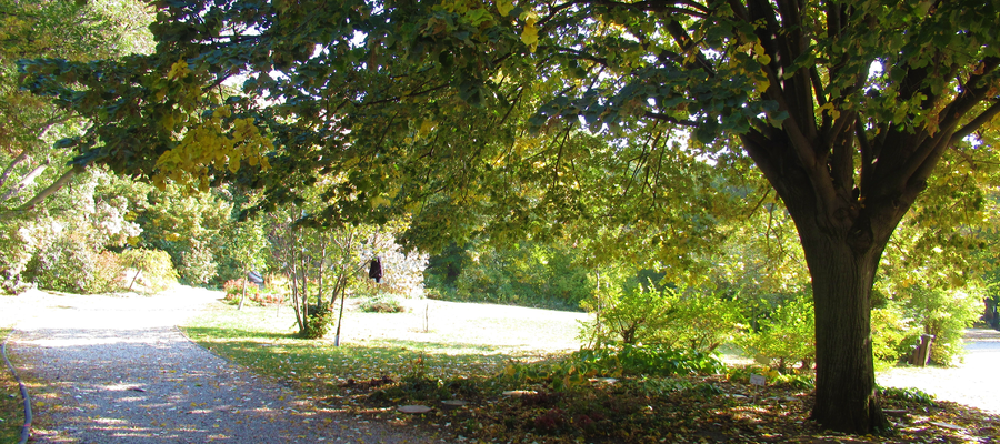 Budai Arborétum a tökéletes őszi sétához Budai Arborétum