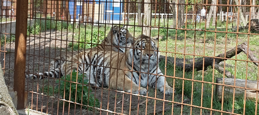 A csupa nagybetűs állatkert – Felsőlajosi Magán Zoo A csupa nagybetűs állatkert – Felsőlajosi Magán Zoo