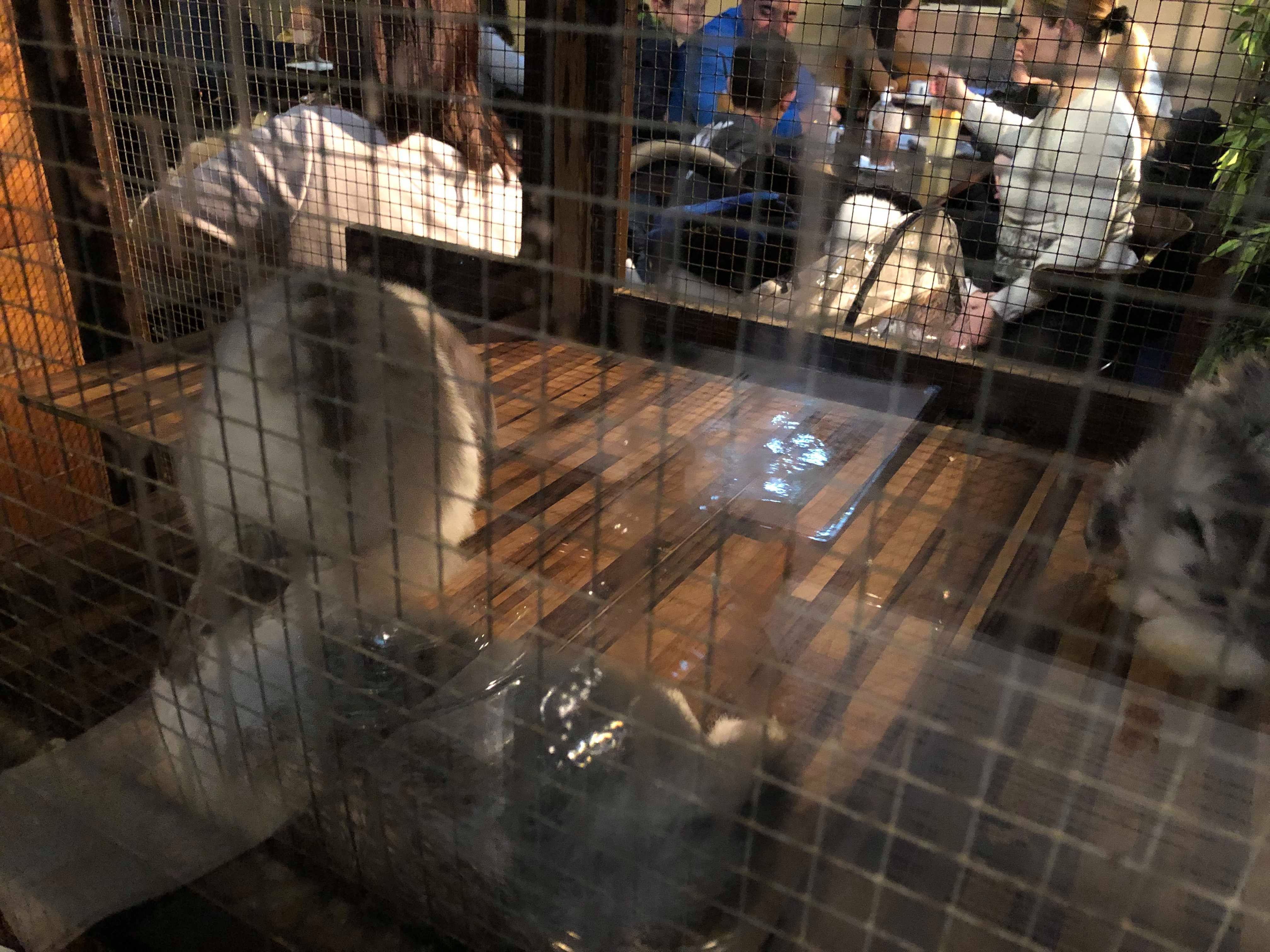 Zoo Café Budapest az állati hely 12. kép