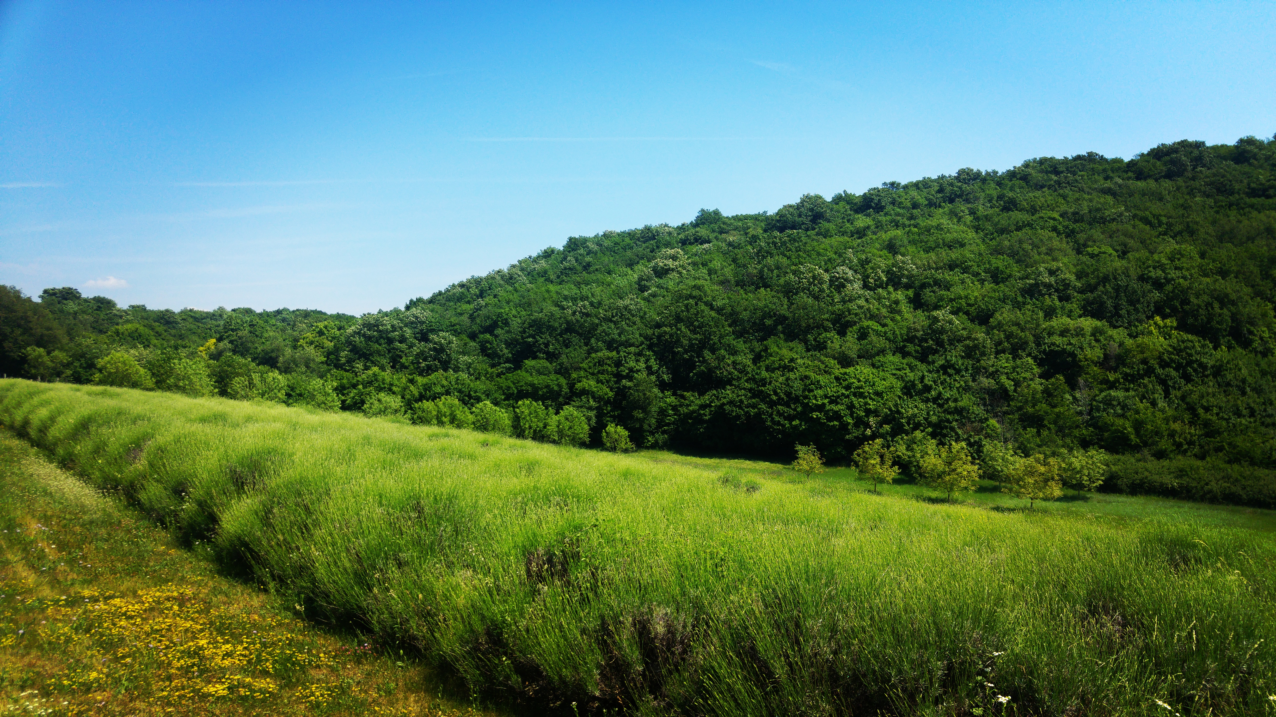 Toscana és Provence összekeverve a szívmelengető hazai, magyar tájjal: ezt találtuk Dörgicsén és egy gyönyörű levendulást. Mutatjuk, miért érdemes eljönnöd ide! Mesés magyar tájon jártunk – bemutatjuk a dörgicsei Levendáriumot!