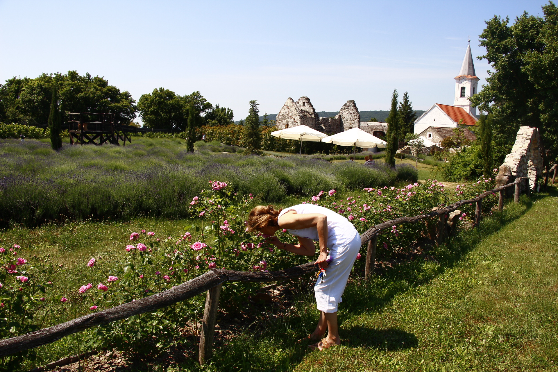Tihanyi levendula vagy Dörgicse? Tihanyi levendula helyett dörgicsei Levendárium