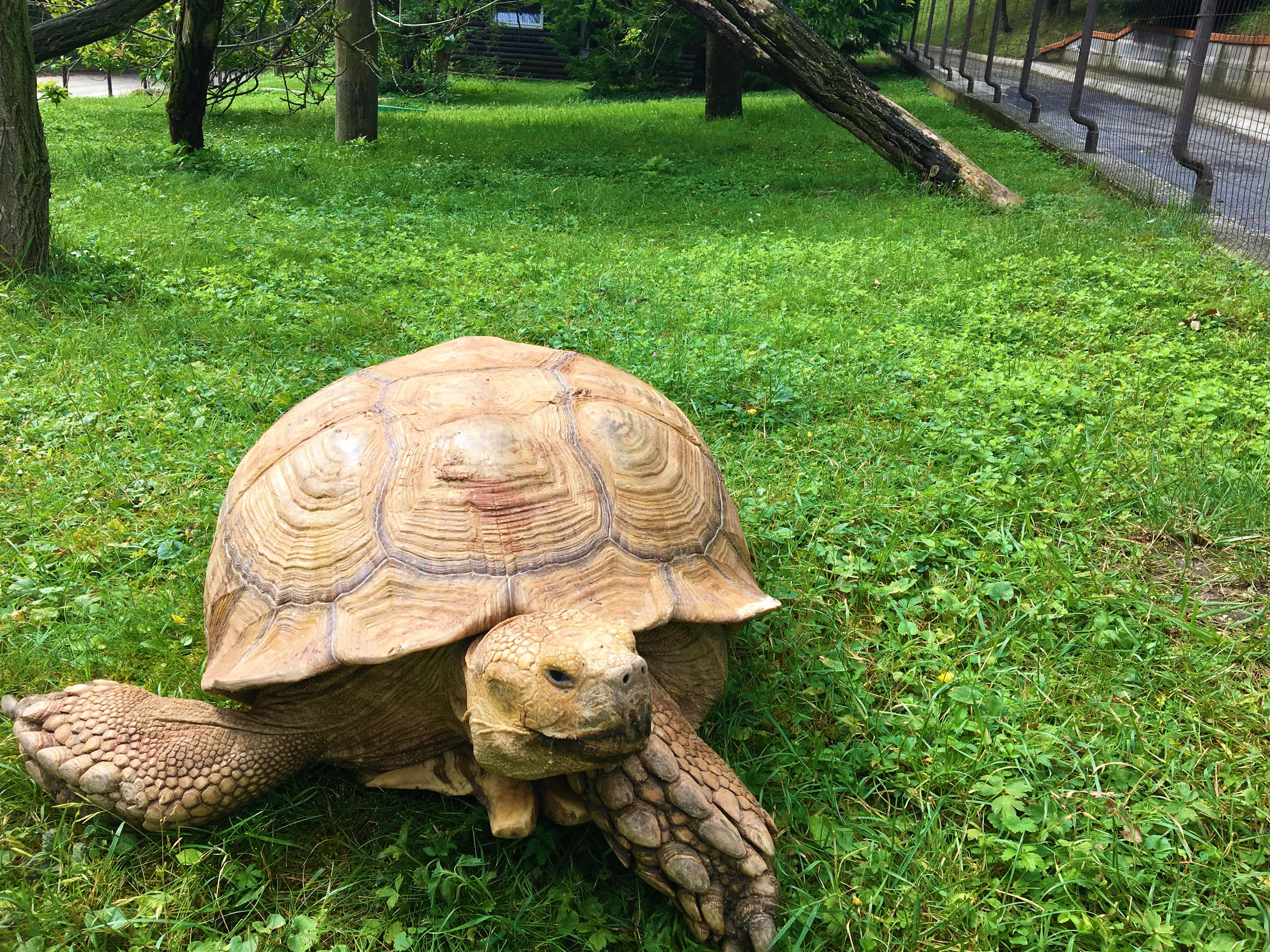 Teknős a veszprémi állatkertben
