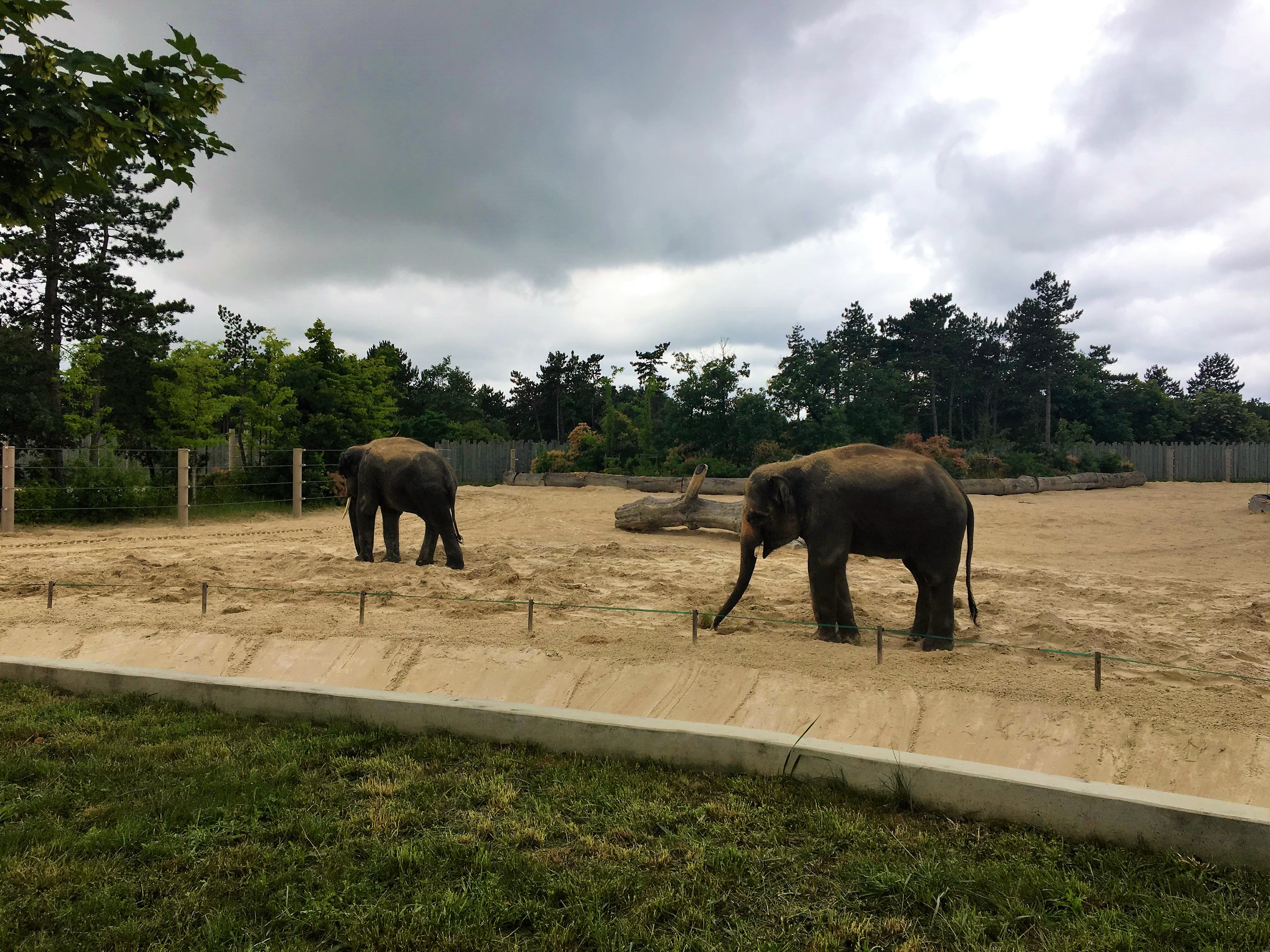 Elefántok a Veszprémi Állatkertben